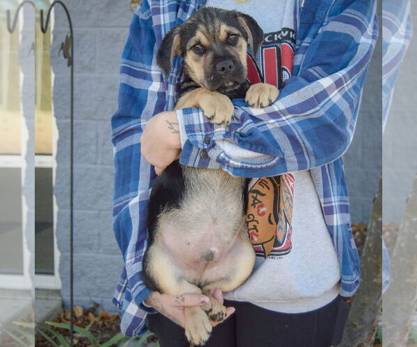 Medium Photo #4 Miniature Bulldog Puppy For Sale in Huntley, IL, USA