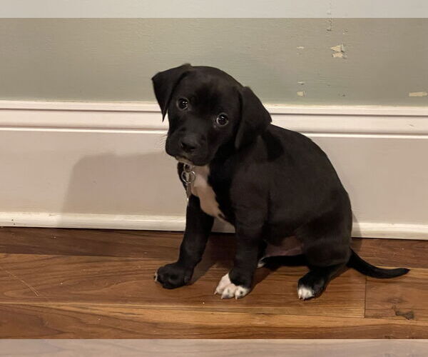 Medium Photo #15 Labrador Retriever-Unknown Mix Puppy For Sale in Holly Springs, NC, USA