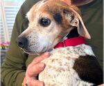 Small #8 Beagle Mix