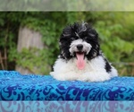 Small #1 Poodle (Toy)