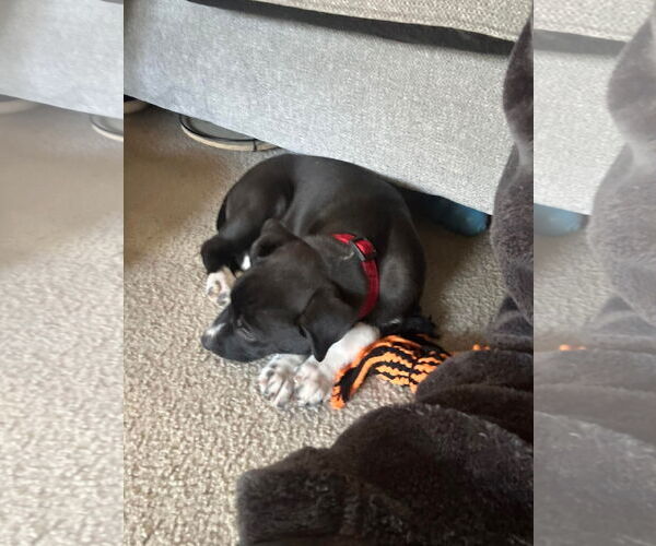 Medium Photo #3 Mutt Puppy For Sale in Holly Springs, NC, USA