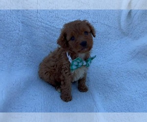 Cavapoo Puppy for sale in CAMPBELLSVILLE, KY, USA