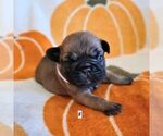 Puppy CoCo Frenchie Pug