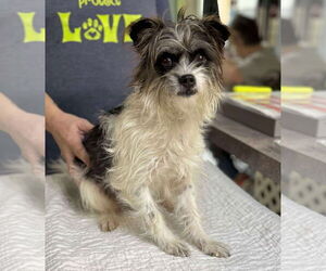 Mutt Dogs for adoption in Benton, LA, USA