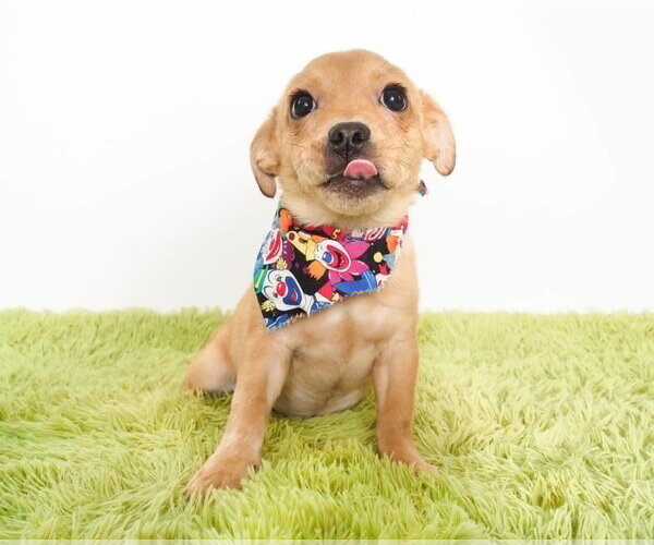 Medium Photo #3 Chihuahua-Unknown Mix Puppy For Sale in Phoenix, AZ, USA