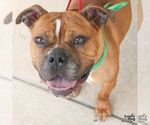 Small #2 Bull-Boxer