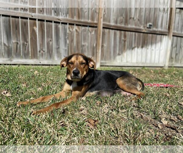 Medium Photo #9 German Shepherd Dog-Unknown Mix Puppy For Sale in The Woodlands, TX, USA