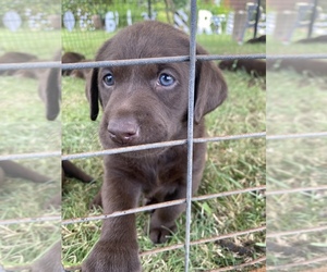Labrador Retriever Puppy for sale in OREGON CITY, OR, USA
