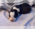 Small Photo #11 Border Collie Puppy For Sale in MOSIER, OR, USA