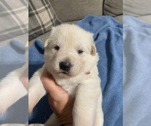 German Shepherd Dog Puppy for sale in ALACHUA, FL, USA