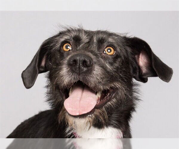 Medium Photo #2 German Wirehaired Pointer-Unknown Mix Puppy For Sale in Ogden, UT, USA
