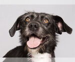Small #1 German Wirehaired Pointer Mix