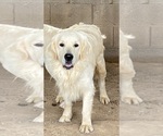 Small Photo #1 Golden Labrador Puppy For Sale in SCOTTSDALE, AZ, USA