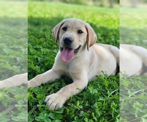 Labrador Retriever Puppy for sale in APPOMATTOX, VA, USA