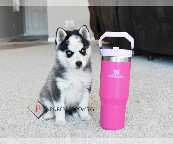 Medium Photo #5 Pomsky Puppy For Sale in KANSAS CITY, MO, USA