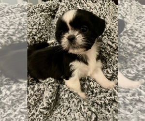Shih Tzu Puppy for sale in JACKSON, TN, USA