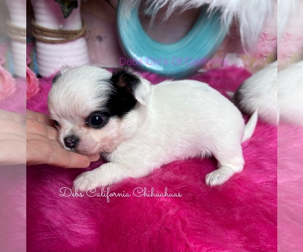 Medium Photo #4 Chihuahua Puppy For Sale in TRACY, CA, USA