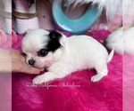 Longhair LONDON - Male Chihuahua Puppy for Sale - Photo #4