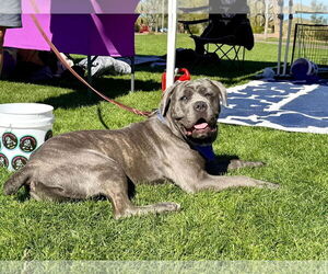 Mutt Dogs for adoption in Goodyear, AZ, USA