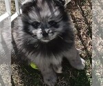 Small Photo #7 Pomeranian Puppy For Sale in DECATUR, TX, USA