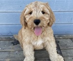Small Photo #19 Australian Labradoodle Puppy For Sale in RICHLAND, WA, USA