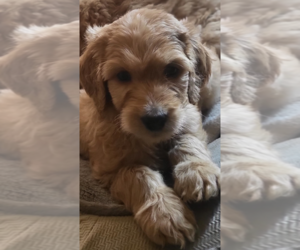 Double Doodle Puppy for sale in CONNERSVILLE, IN, USA