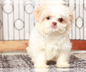 Shih Tzu Puppy for Sale in NAPLES, Florida USA
