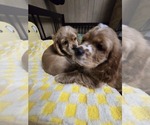 Small #1 Cocker Spaniel