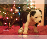 Small Photo #8 American Bully Puppy For Sale in HOUSTON, TX, USA