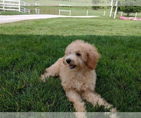 Medium Photo #5 Poodle (Miniature) Puppy For Sale in FREDERICKSBURG, OH, USA