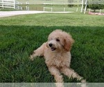 Small Photo #5 Poodle (Miniature) Puppy For Sale in FREDERICKSBURG, OH, USA