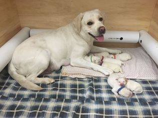 Labrador Retriever Puppy for sale in PYLESVILLE, MD, USA