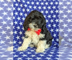 Cocker Spaniel-Poodle (Miniature) Mix Puppy for sale in NOTTINGHAM, PA, USA