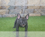 Small Photo #5 American Bully Puppy For Sale in LAS VEGAS, NV, USA