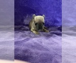 Small #2 French Bulldog