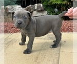 Puppy Atalanta Cane Corso