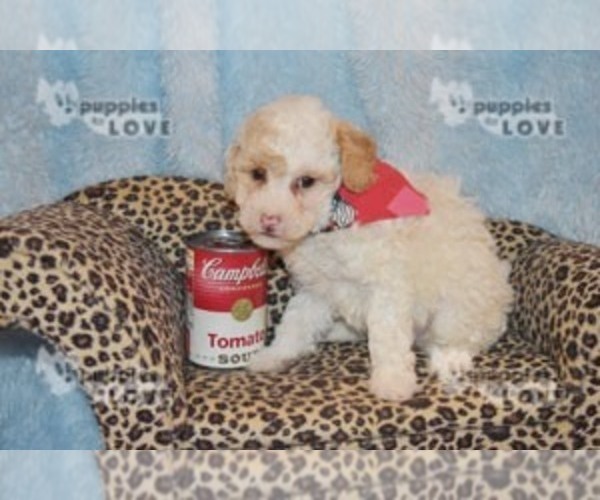 Medium Photo #1 Poodle (Toy) Puppy For Sale in SANGER, TX, USA