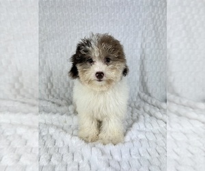 Miniature Bernedoodle Puppy for sale in FRANKLIN, IN, USA