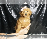 Small #2 Poodle (Toy)