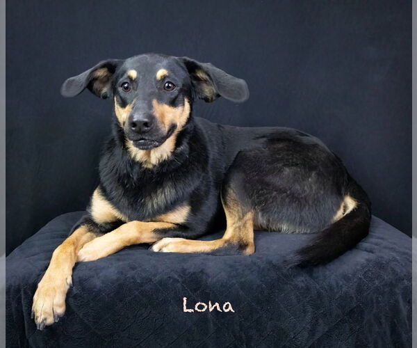 Medium Photo #2 Mutt Puppy For Sale in Hot Springs Village, AR, USA