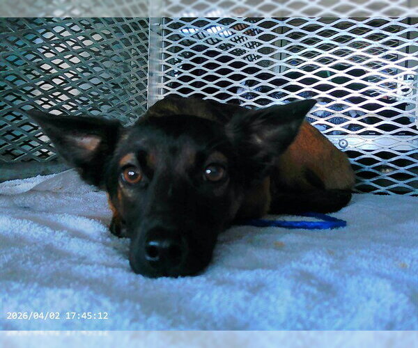 Medium Photo #1 Chihuahua-Unknown Mix Puppy For Sale in Oroville, CA, USA