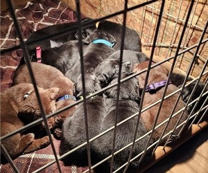Labrador Retriever Puppy for Sale in Gagetown, Michigan USA