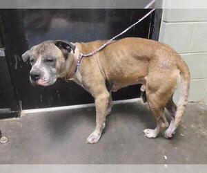 Boxer-Unknown Mix Dogs for adoption in Tulsa, OK, USA