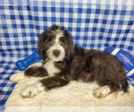 Small Photo #8 Bernedoodle Puppy For Sale in BLACK FOREST, CO, USA