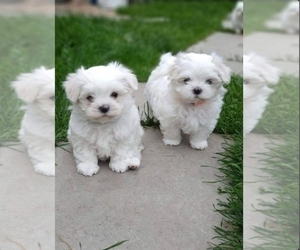 Maltese Litter for sale in ORLANDO, FL, USA