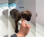 Puppy Luna Boxer