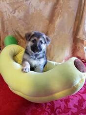 German Shepherd Dog Puppy for sale in MEMPHIS, IN, USA