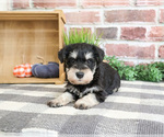 Small #1 Schnauzer (Miniature)