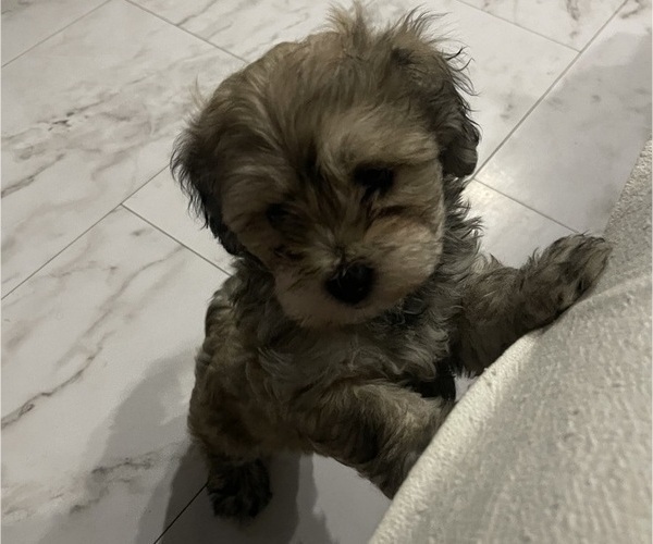 Medium Photo #10 Maltipoo Puppy For Sale in PALMDALE, CA, USA