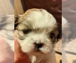 Small #8 Shih Tzu